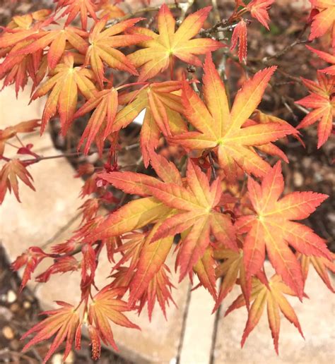 Coral witchcraft japanese maple